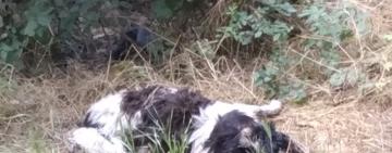 За один день в Кілії отруїли 25 собак і котів: зооволонтери б’ють на сполох